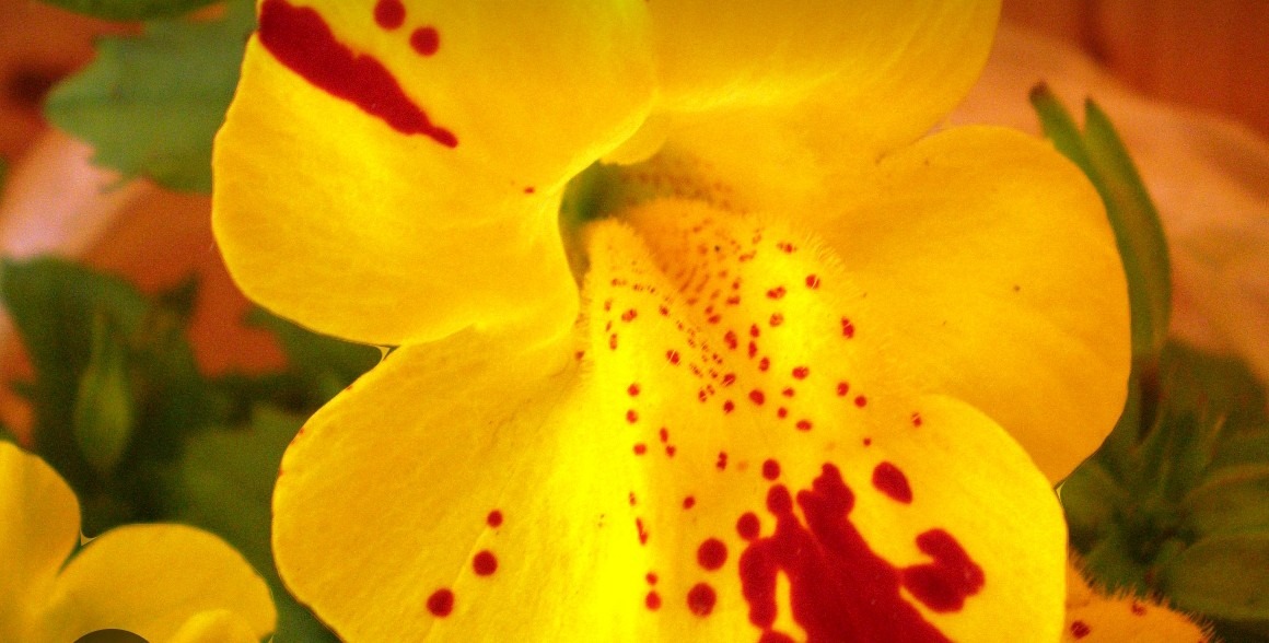 loverfans Mazyte profile photo. Mazyte 12