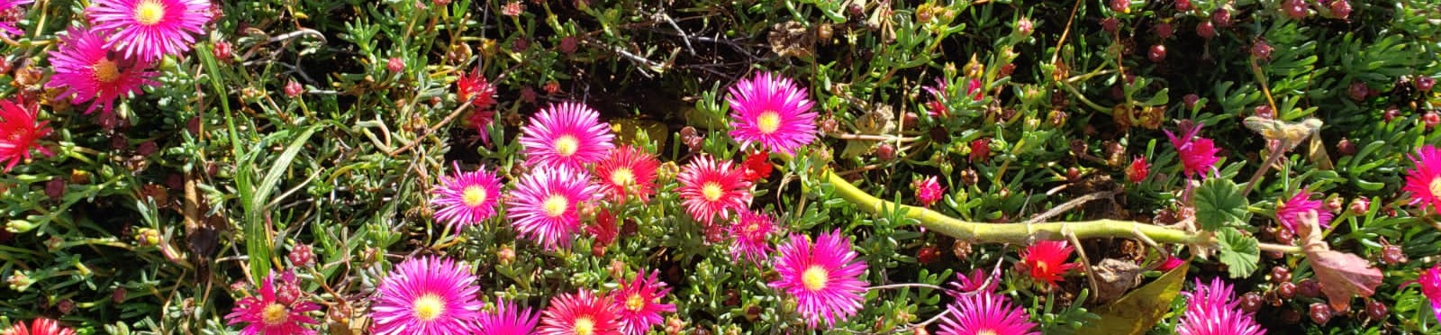 loverfans Persefone03 profile banner