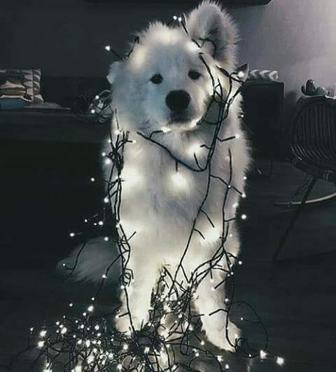 loverfans Roseroze profile photo. Roseroze 9