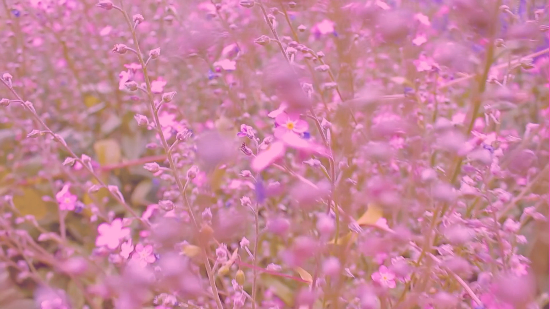 loverfans SecretGarden profile banner