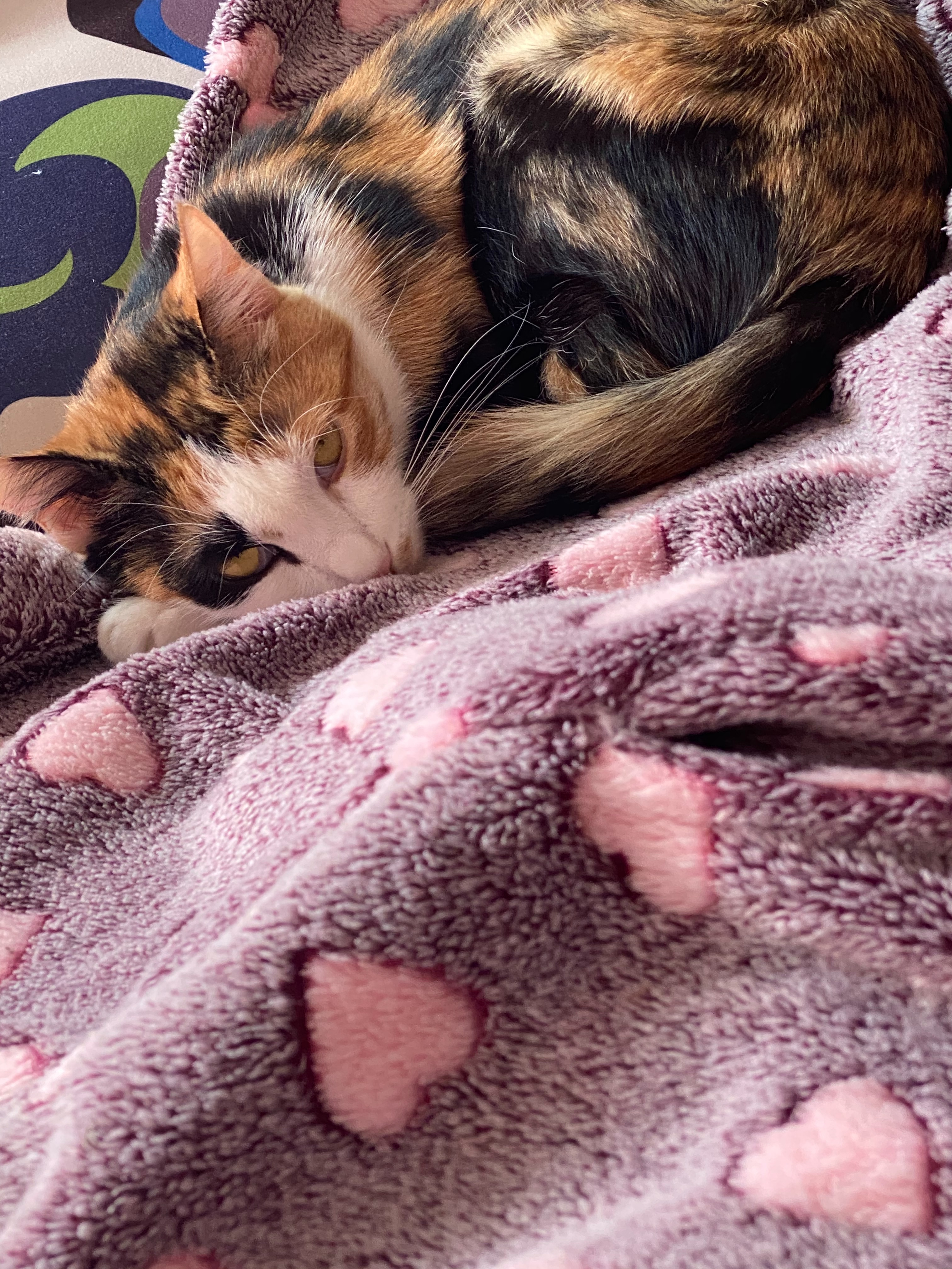 loverfans hardnikole profile photo. hardnikole 11