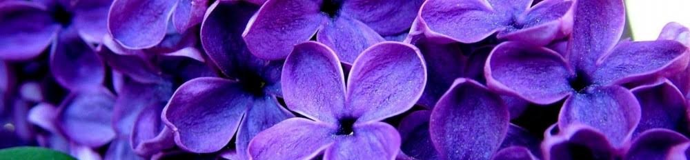 loverfans Violeta Amari profile banner